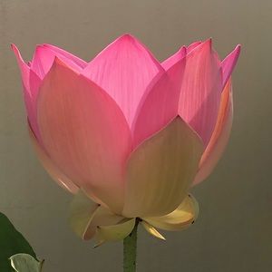 Meet your Posher, Edith